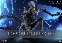 Scorched Xenomorph - Alien Romulus - Hot Toys MMS784 1/6 Scale Figure