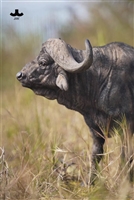 African Buffalo - JXK 1/6 Scale Figure