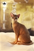 Abyssinian Cat Figurine Version B - JXK Studio 1/6 Scale Figure