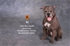 American Staffordshire Terrier - Version 002 - Mr Z 1/6 Scale Accessory