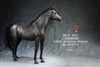 Arabian Horse - Five Versions - Mr. Z 1/6 Scale Animal Model