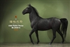 Hailar Horse - Version 6 - Mr. Z 1/6 Scale Model