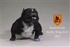 American Bully Dog 2.0 - Version 001 - Mr Z 1/6 Scale Accessory