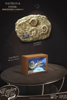 Nautilus Miniature Frame & Fossil - Deluxe Version - Star Ace Miniature Frame